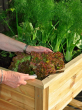 Planter-On-Wheels