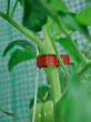 Tomato Clips - 20 X