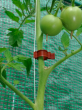Tomato Clips - 20 X
