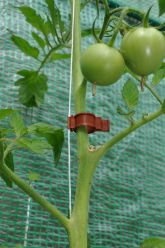 Tomatenclips - kunststof - 20 ST 